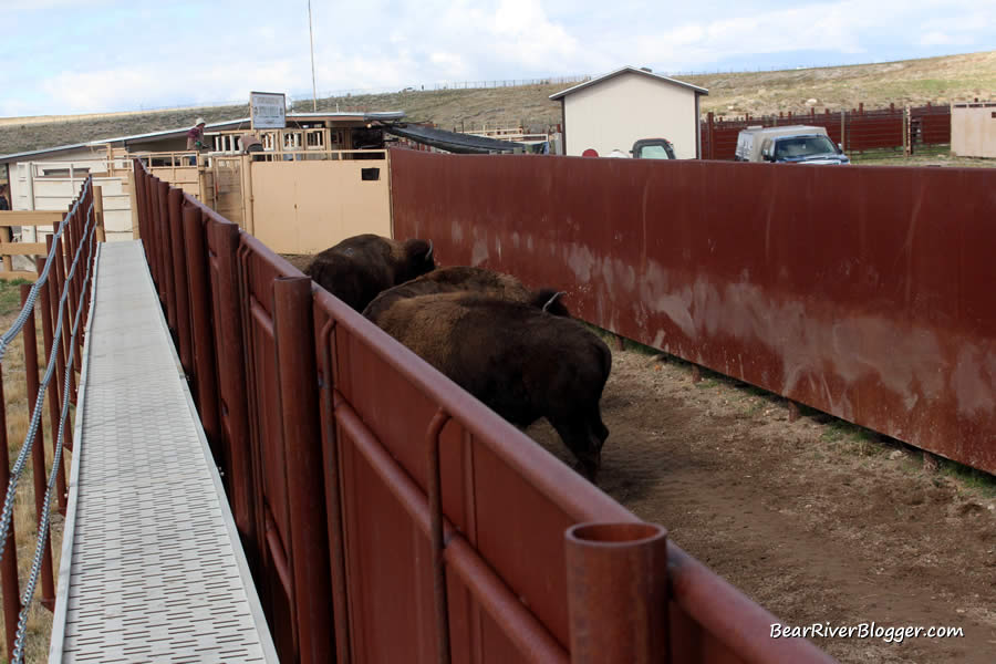 bison at the antelope island annual roundup