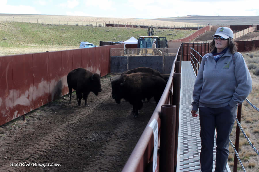 bison being worked during the annual roundup on antelope island state park