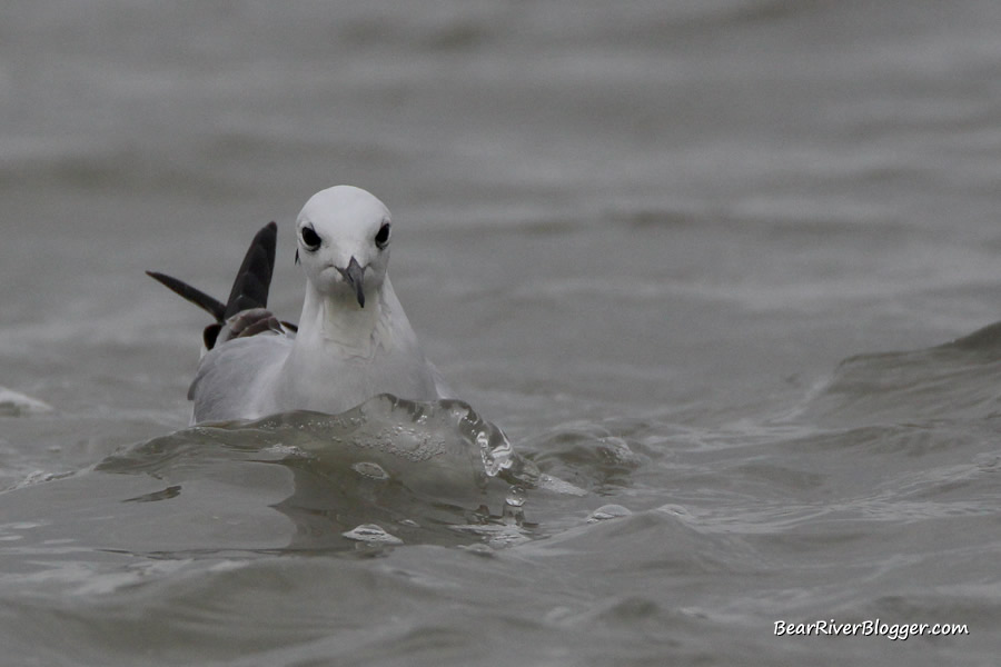 Bonaparte's gull on the bear river migratory bird refuge