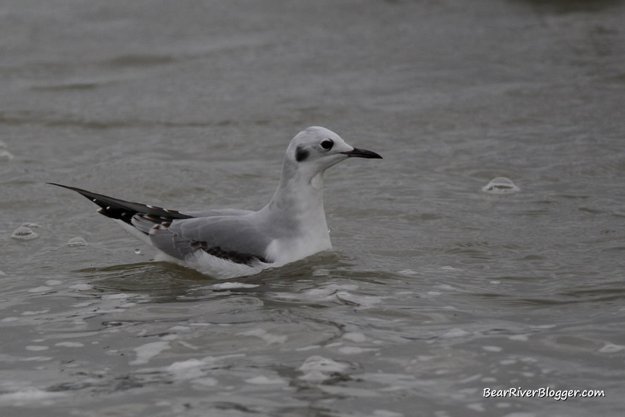 Bonaparte's gull showing its winter plumage