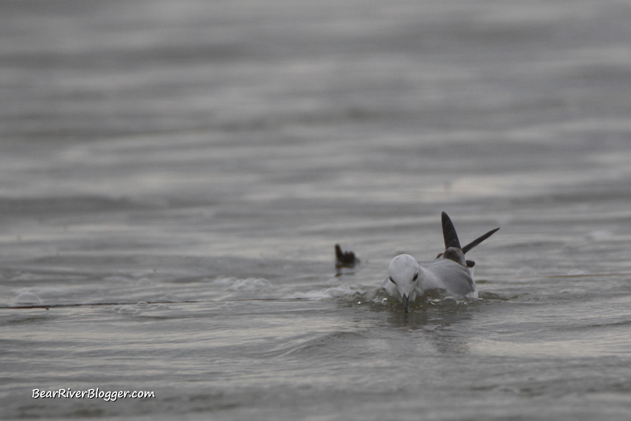 bonaparte's gull on the bear river migratory bird refuge