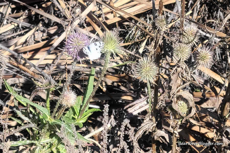 butterfly on a thistle plant on farmington bay wma