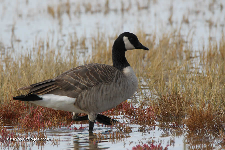 Canada goose on farmington bay wma