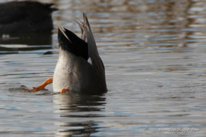 dabbling duck