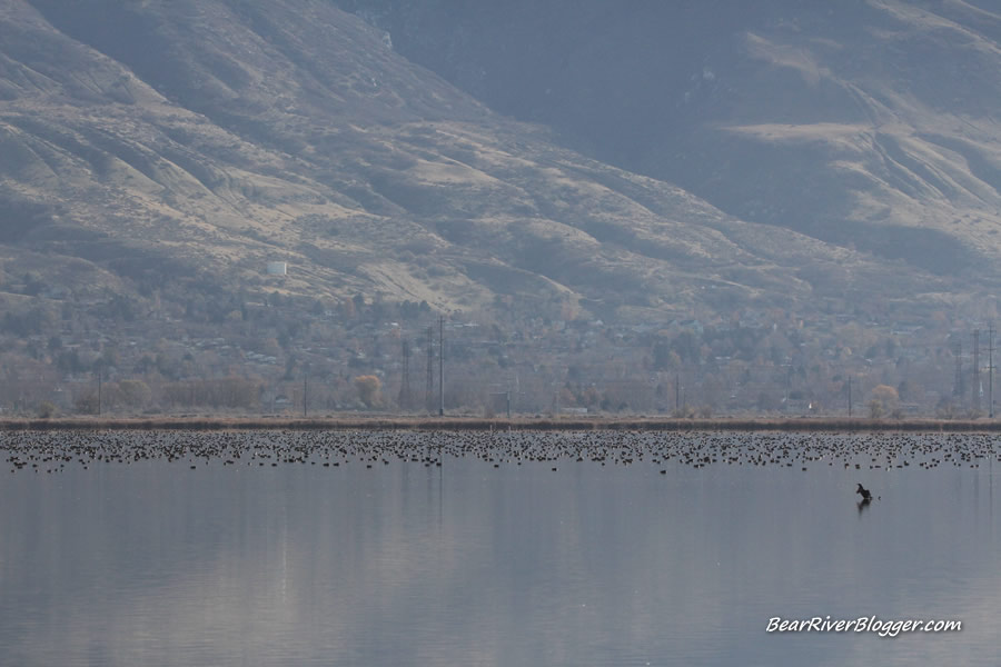 thousands of ducks on farmington bay wman