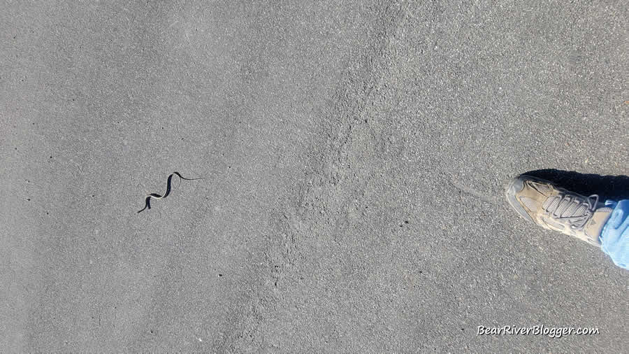 small garden snake at farmington bay wma