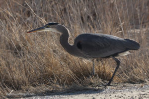 great blue heron hunting mice at farmtington bay