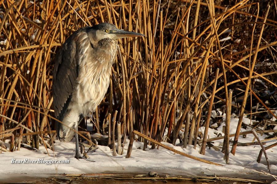 great blue heron standing on the snow