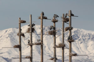 great blue heron rookery at farmington bay wma