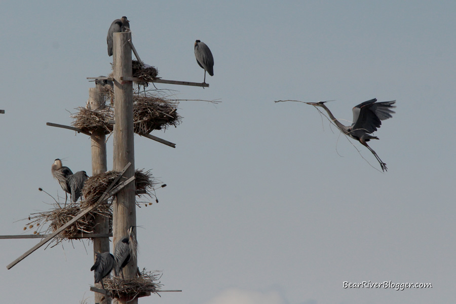 great blue heron building a nest at the farmington bay wma rookery