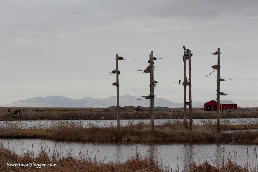 great blue heron rookery at farmington bay wma