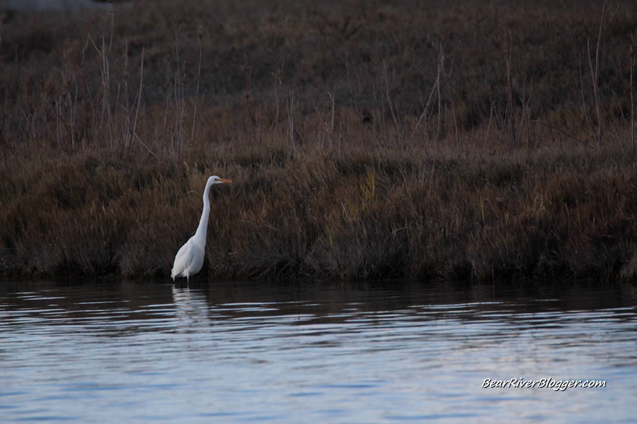 great egret on the bear river