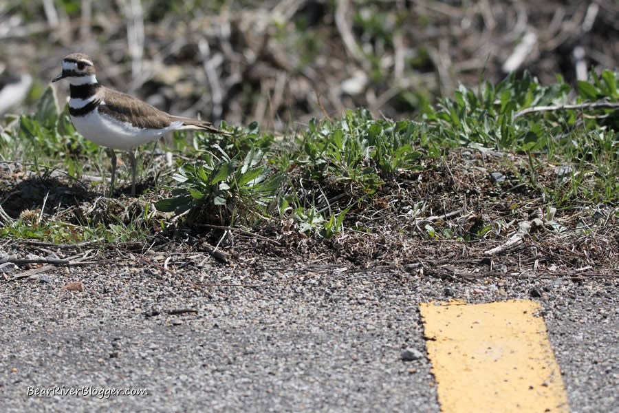 killdeer at farmington bay wma