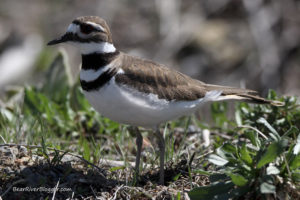 killdeer at farmington bay wma