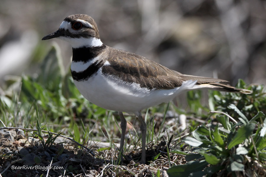 killdeer at farmington bay wma