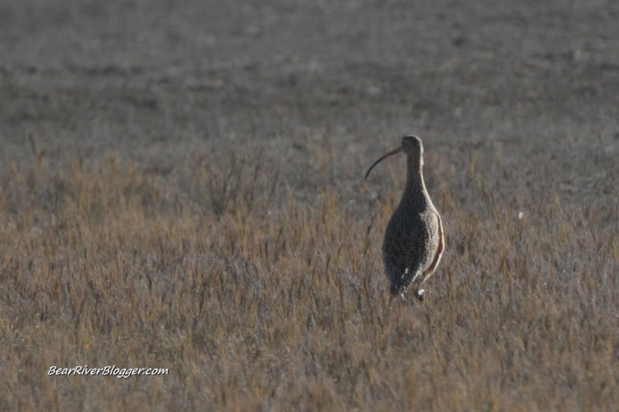 long billed curlew on the bear river migratory bird refuge