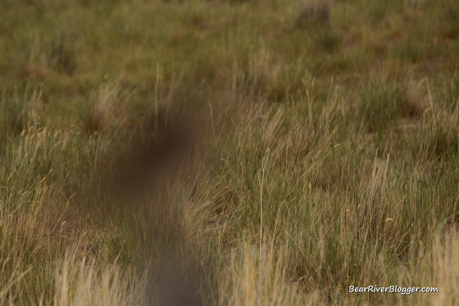 grass behind the western meadowlark image