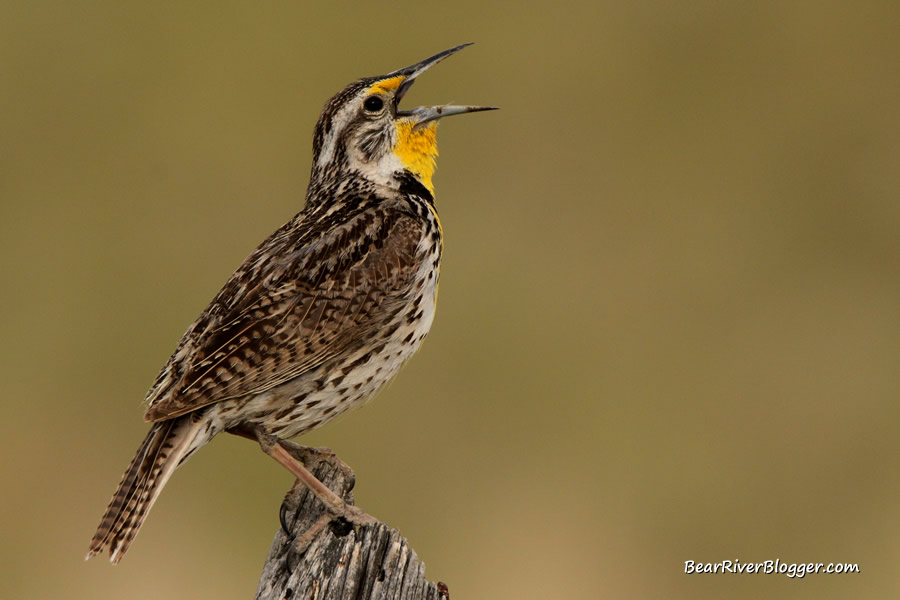 western meadowlark singing on a wooden fence post