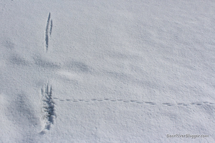 mouse and American kestrel tracks left in the snow