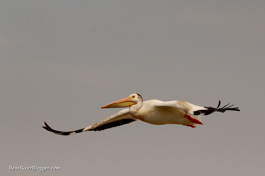 American white pelican flying