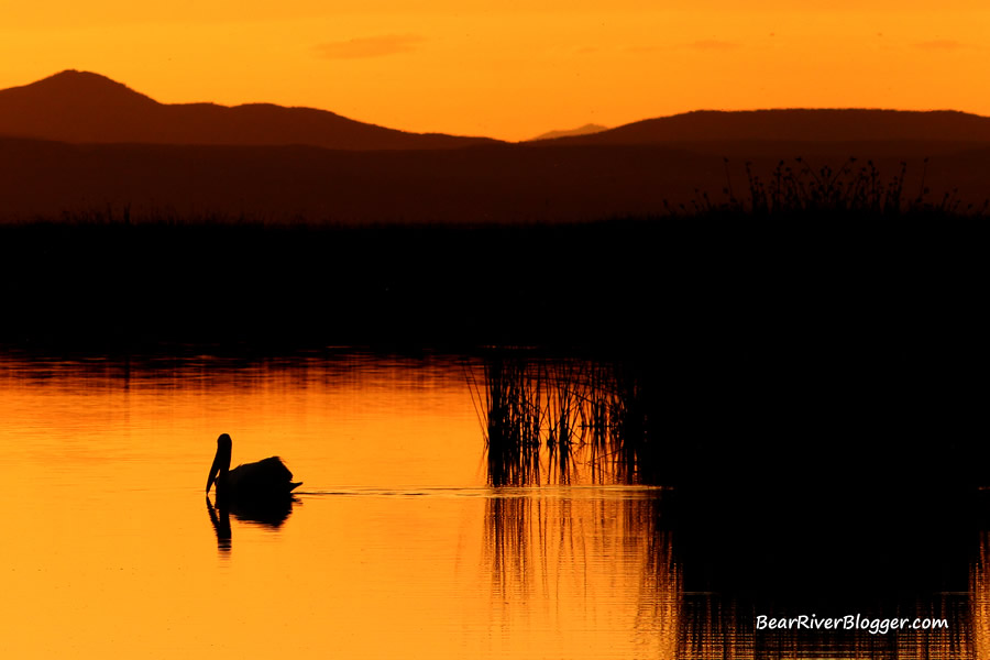 american white pelican at sunset on the bear river migratory bird refuge