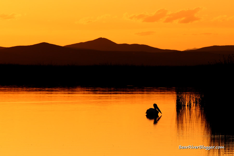 pelican at sunset on the bear river migratory bird refuge