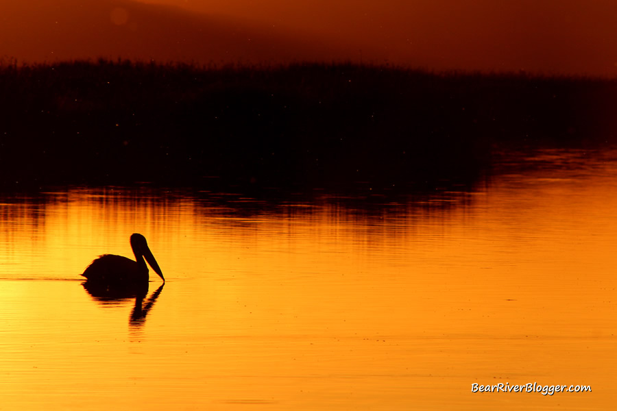 pelican swimming at sunset on the bear river migratory bird refuge