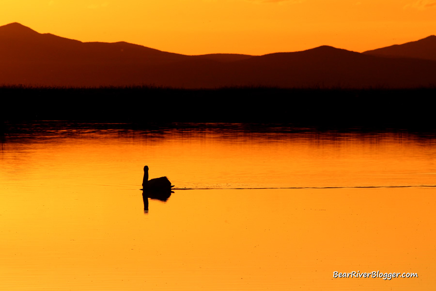 American white pelican at sunset on the bear river migratory bird refuge