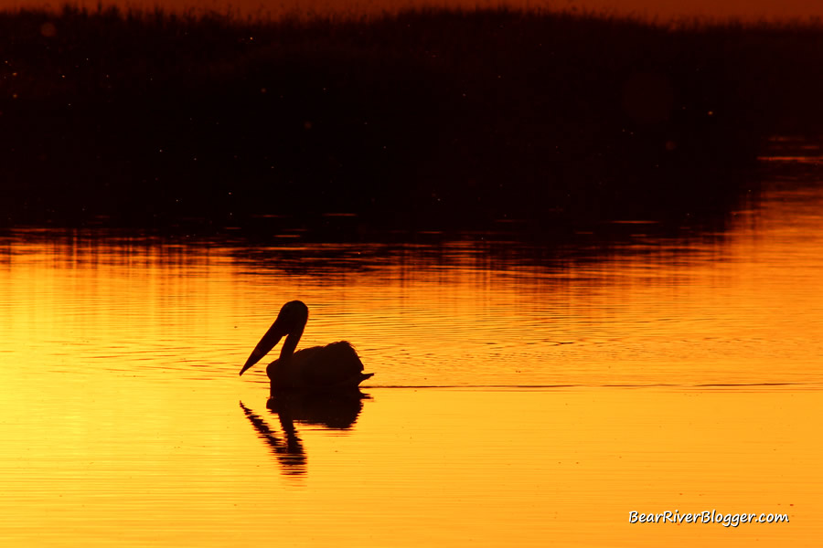 pelican at sunset on the bear river migratory bird refuge