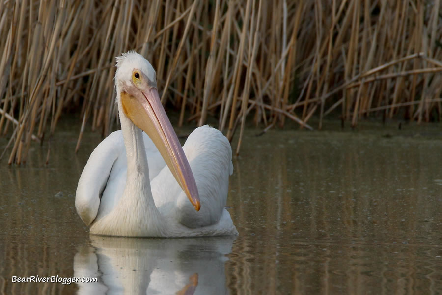 american white pelican on the water