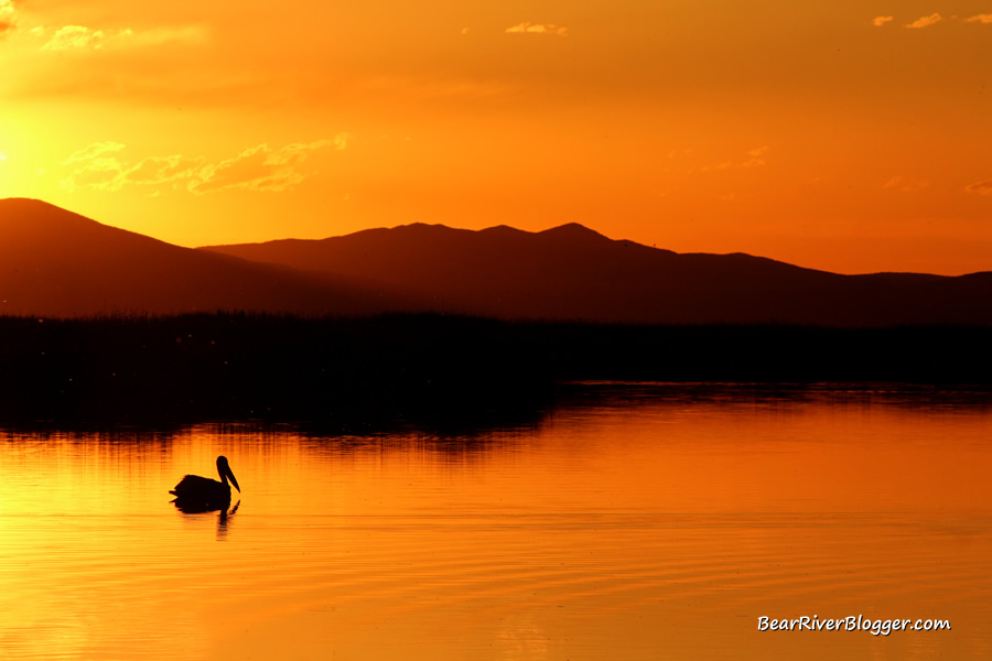 american white pelican at sunset on the bear river migratory bird refuge