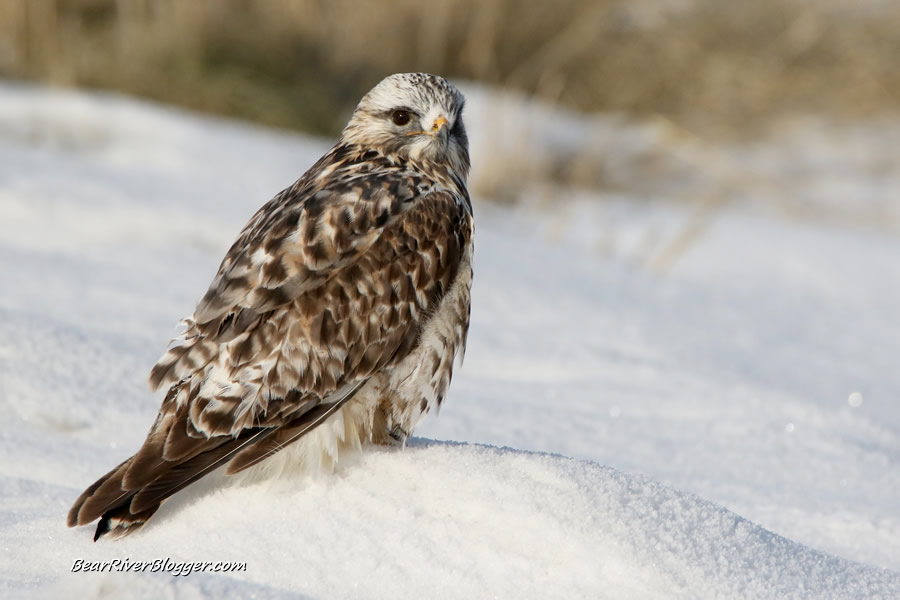 rough-legged hawk on a mound of snow