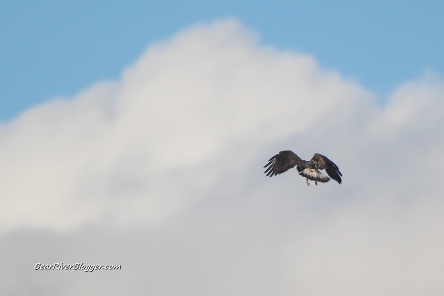 rough-legged hawk hunting on the bear river migratory bird refuge