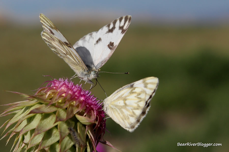 butterflies on a thistle plant at farmington bay wma