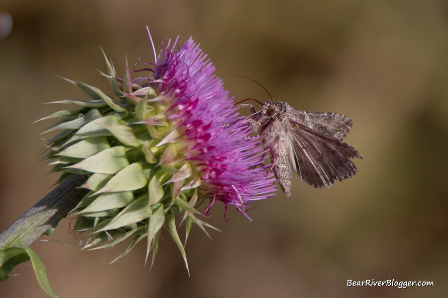 moth feeding on thistle plant at farmington bay wma