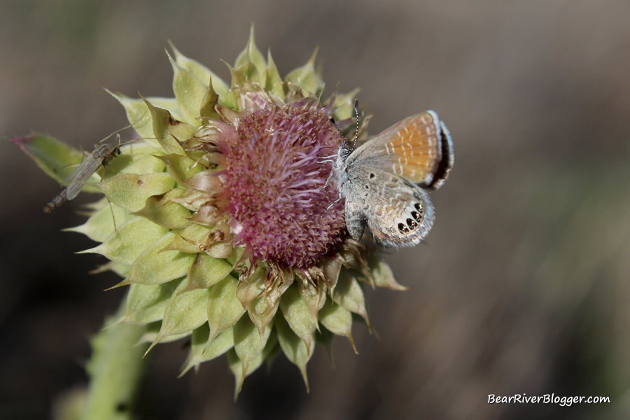 butterfly feeding on a thistle plant at farmington bay wma
