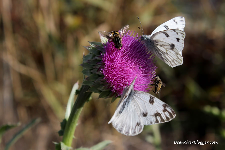 bees and butterflies feeding on a thistle plant at farmington bay wma