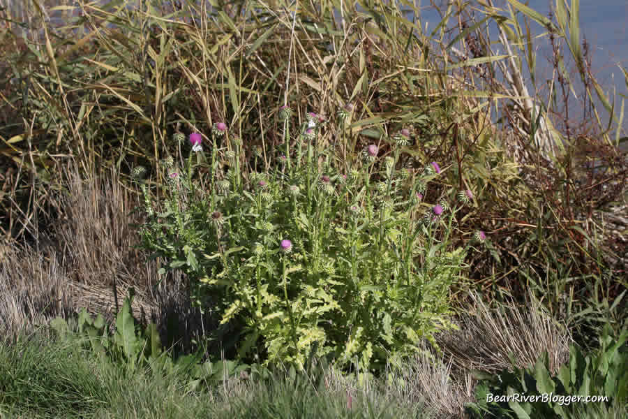 thistle plant on farmington bay wma
