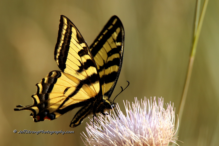 swallowtail butterfly feeding on a thistle plant in farmington canyon