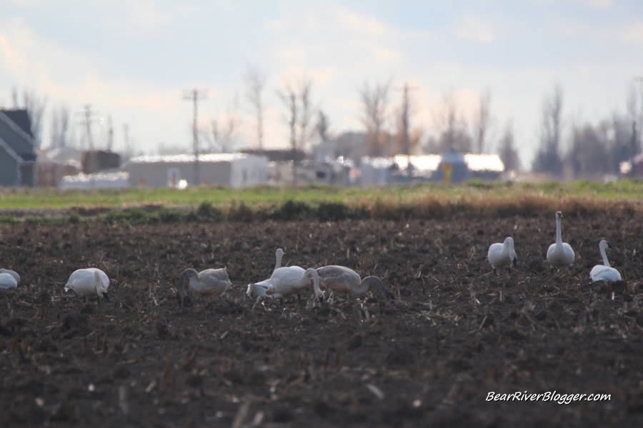 a flock of trumpeter swans in box elder county