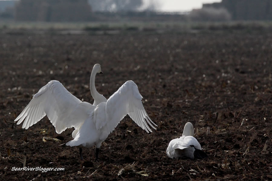 trumpeter swan in utah