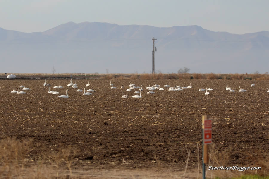 trumpeter swans in box elder county utah