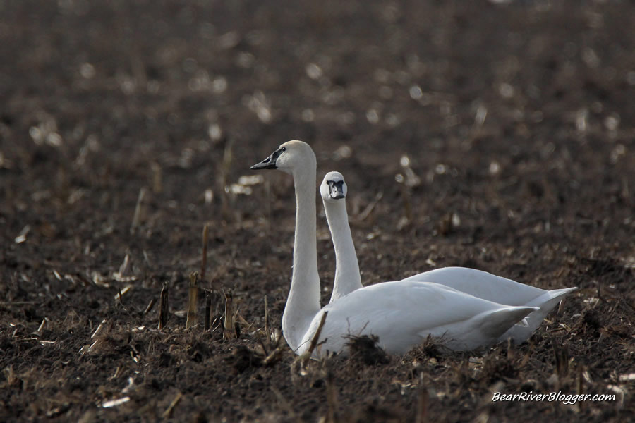 2 trumpeter swans in a corn field in utah