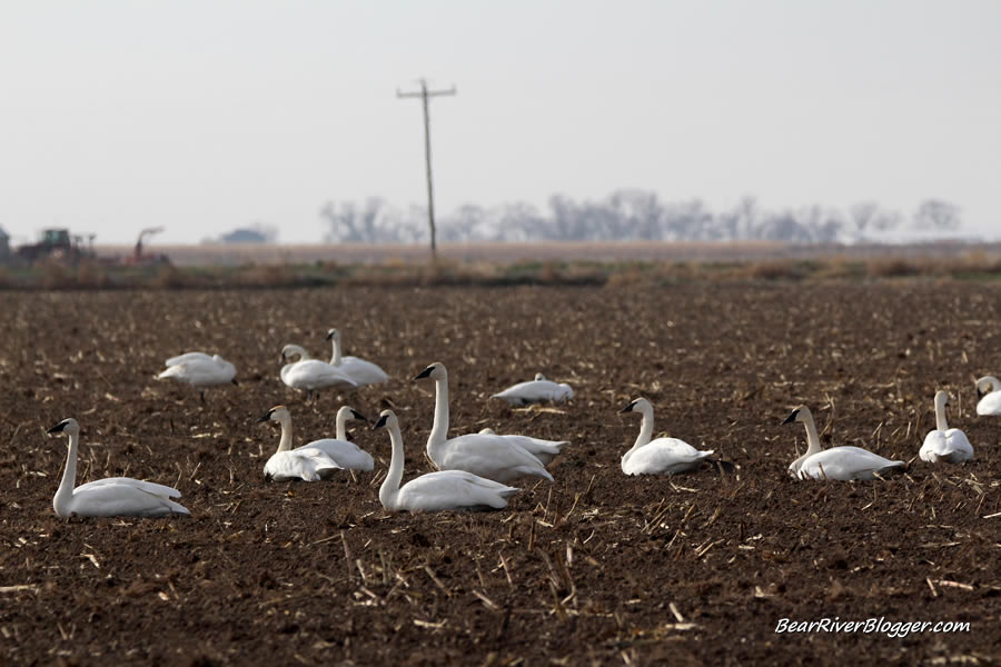 trumpeter swans in utah