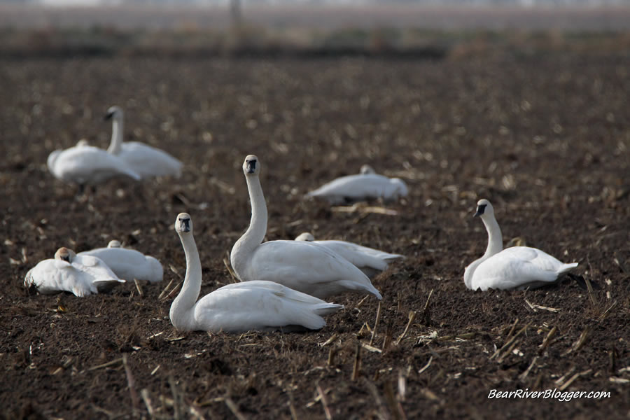 trumpeter swans in a corn field in utah