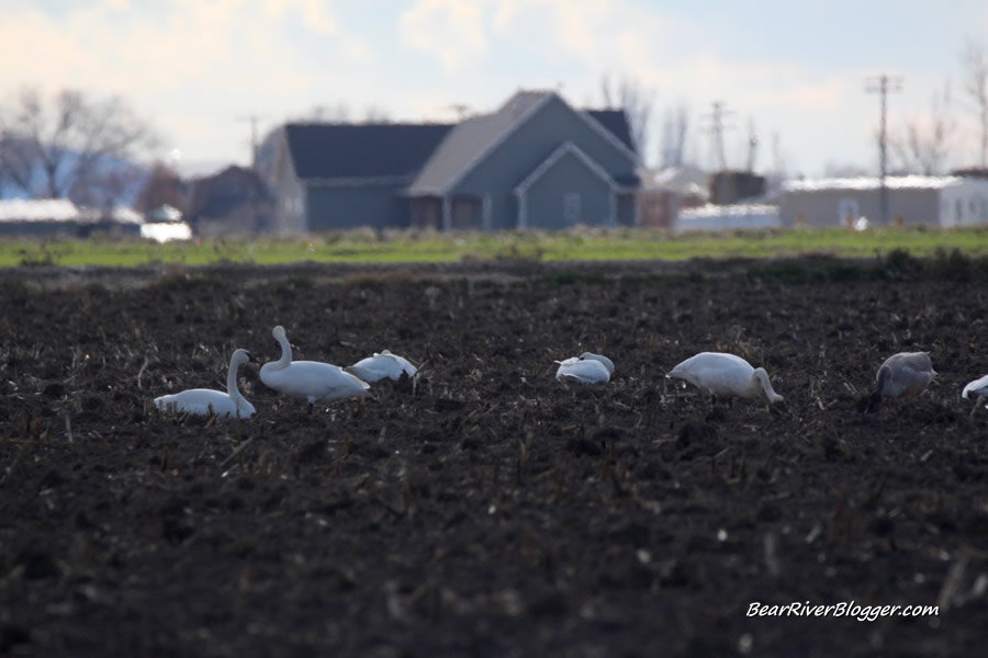 trumpeter swans on the bear river migratory bird refuge