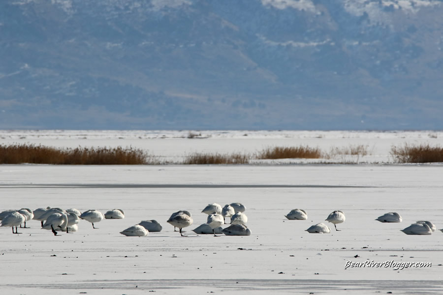 tundra swans on the bear river migratory bird refuge