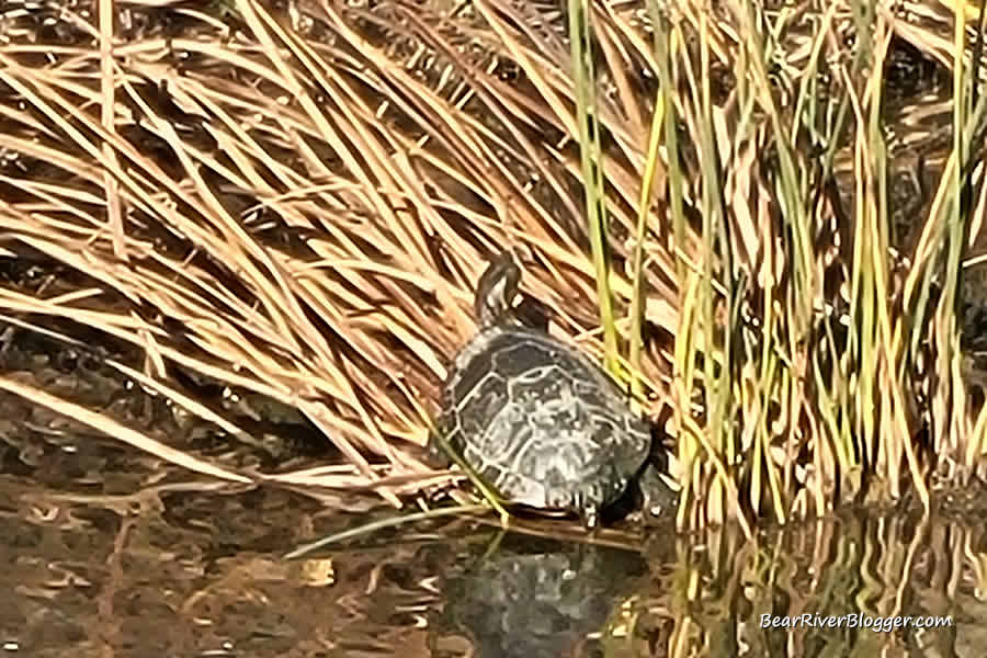 turtle on some cattails at farmington bay wma