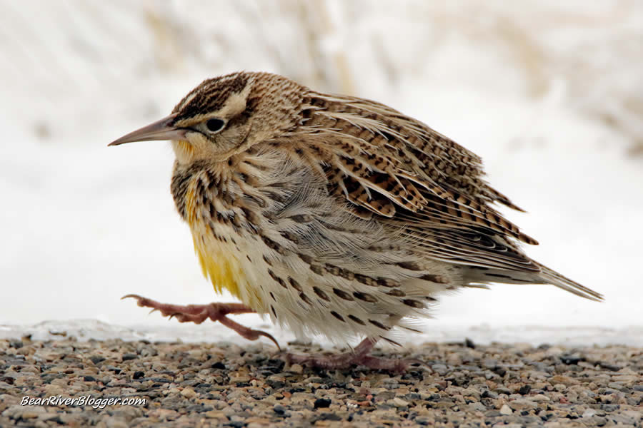 western meadowlark in the snow
