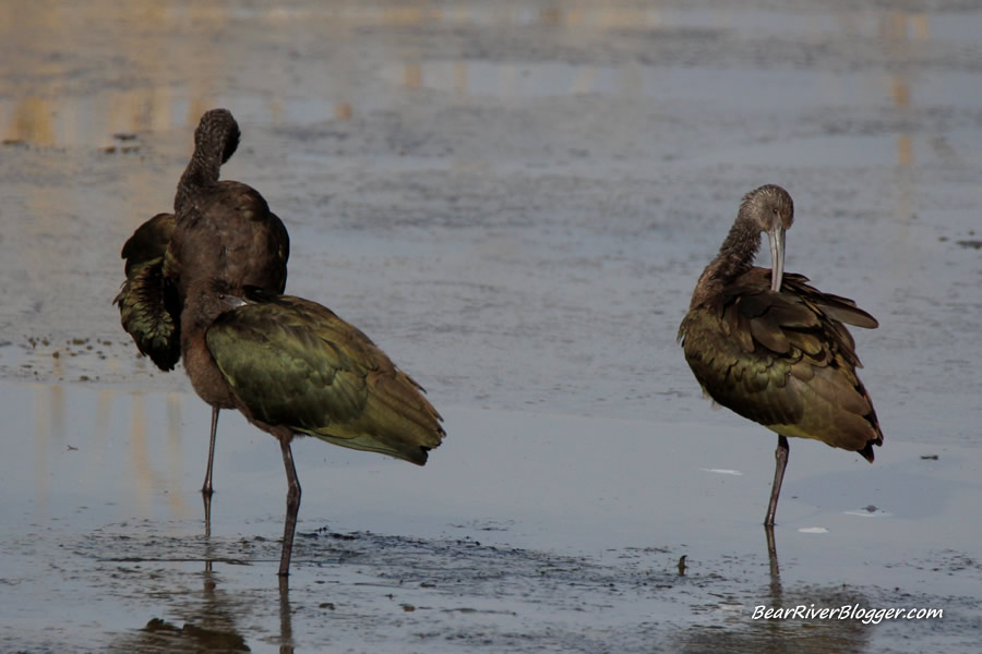 white-faced ibis at farmgington bay wma